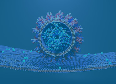 ACE2 and Spike Protein Cell Lines