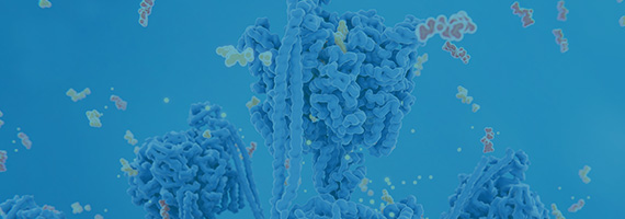 GPCR Cell Lines