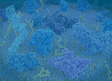 Immune Checkpoints Cell Lines