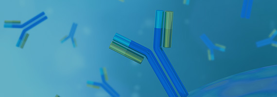Fc Receptor Cell Lines