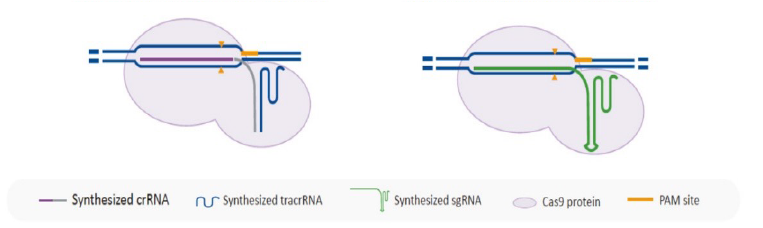 CRISPR/Cas9