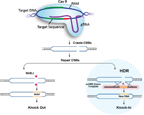 CRISPR/Cas9