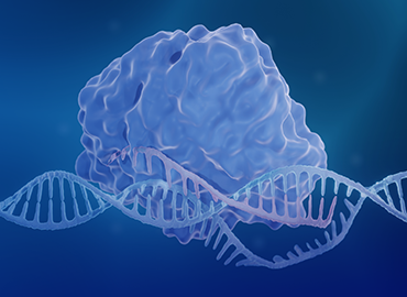 Rabbit Monoclonal Antibodies