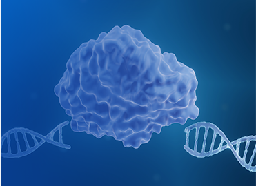 Rabbit Monoclonal Antibodies