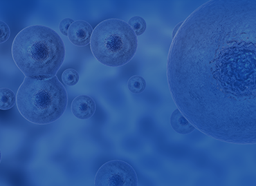 Rabbit Monoclonal Antibodies