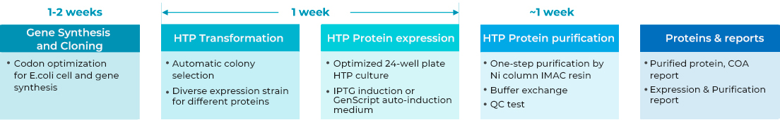 T7 RNA Polymerase Screening (HTP)