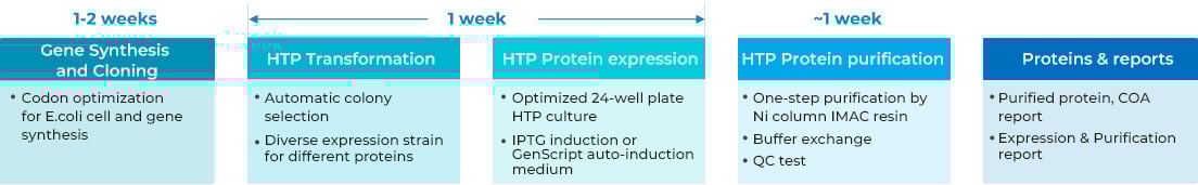 T7 RNA Polymerase Screening (HTP)