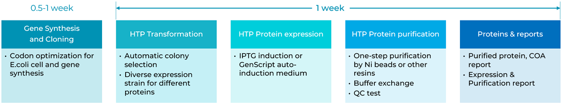 T7 RNA Polymerase Screening (HTP)