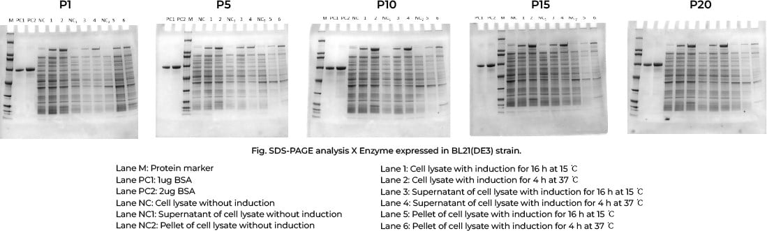 Plasmid Stability Test