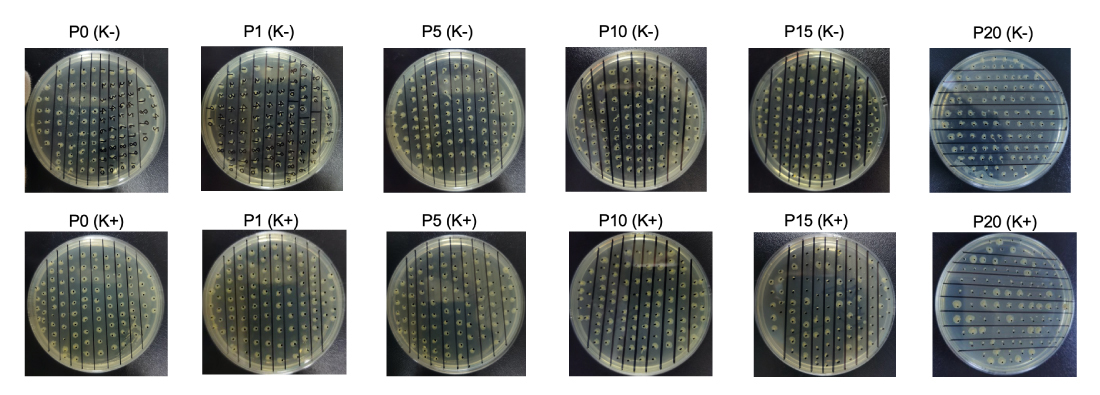Passage of the WCB cells until P20 without antibiotics to test plasmid stability  