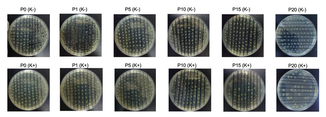 Passage of the WCB cells until P20 without antibiotics to test plasmid stability  