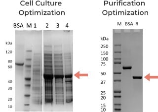 X Enzyme for IVD 