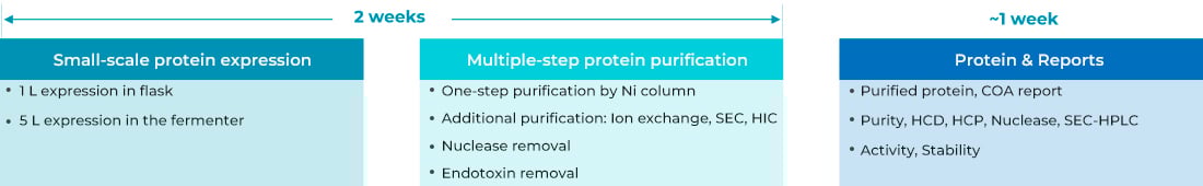 T7 RNA Polymerase Screening (1L scale) 