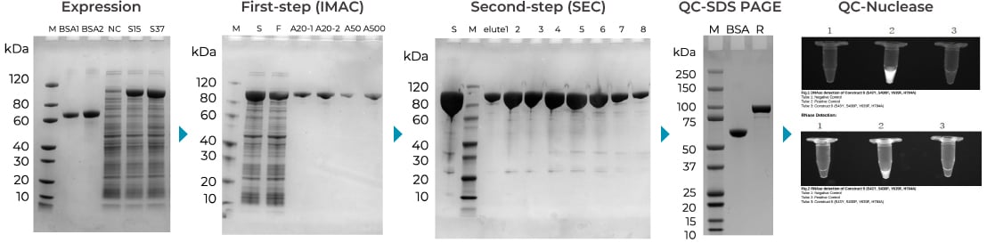 T7 RNA Polymerase Screening (1L scale) 
