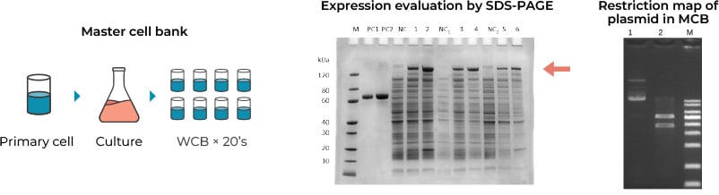 Expression Evaluation & Restriction Map