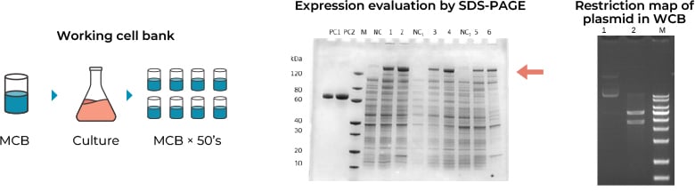 Expression Evaluation & Restriction Map