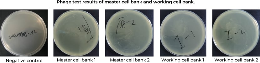 Phage Test