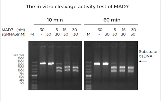 The in vitro cleavage activity test of MAD7