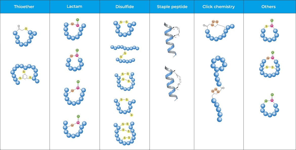 GenScript Offers Multiple Types of Cyclic Peptides