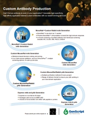 Custom Antibody Production