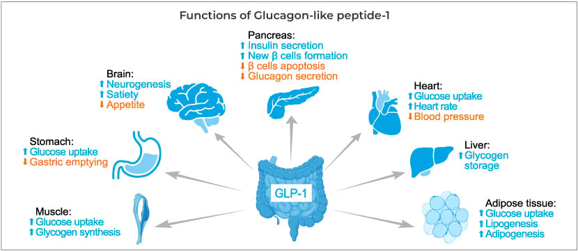 what's a glp-1 GLP-1 Receptor Agonist Services for Type 2 Diabetes and Obesity Drug Development what's a glp-1 GLP-1 Receptor Agonist Services for Type 2 Diabetes and Obesity Drug Development