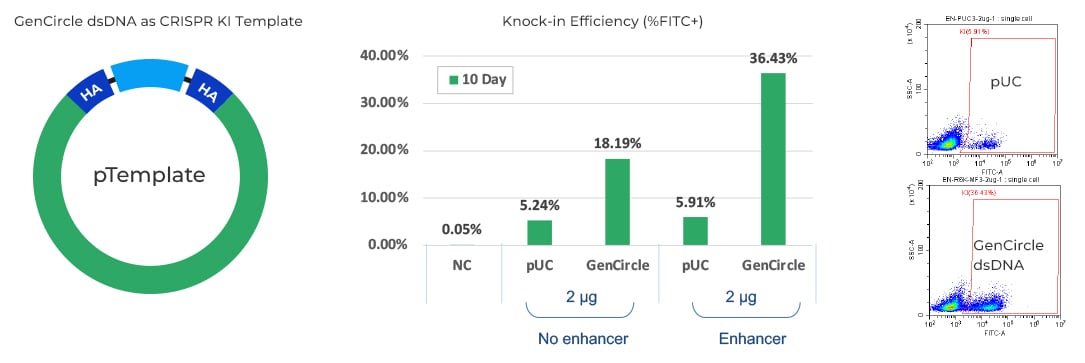 CRISPR KI template & KI efficiency