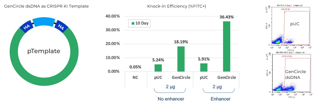 GenCircle dsDNA as knock-in template GenCircle dsDNA as knock-in template