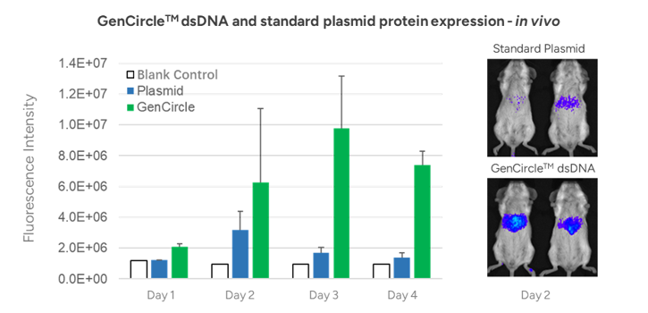 GenCircle dsDNATM  fluorescence expression- in vivo               