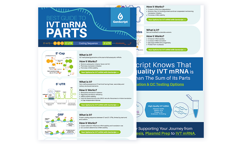 Guide to IVT mRNA Parts Infographic