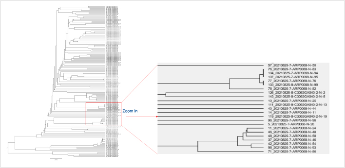 Phylogenetic Tree Analysis - VH Region