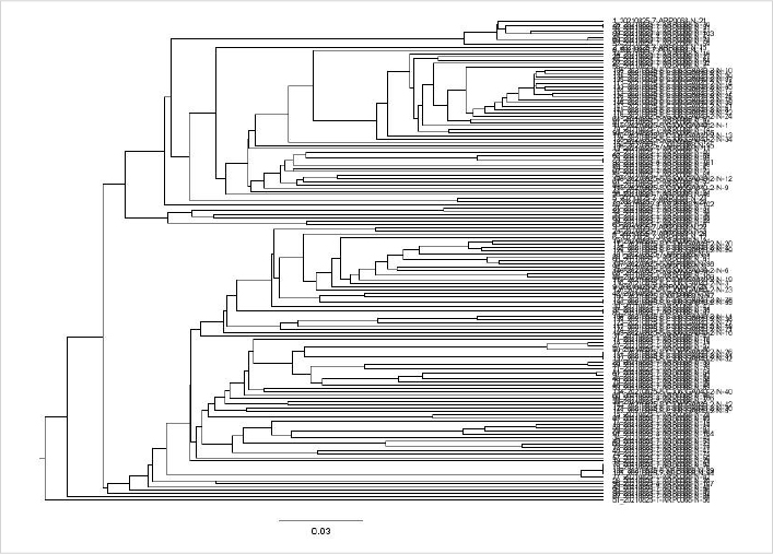Phylogenetic Tree Analysis - VH Region