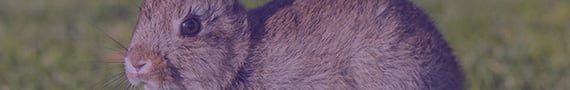 Rabbit mAb Generation