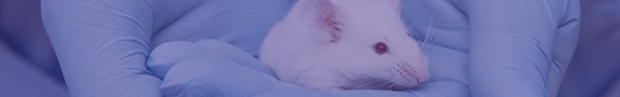  Rodent mAb Generation