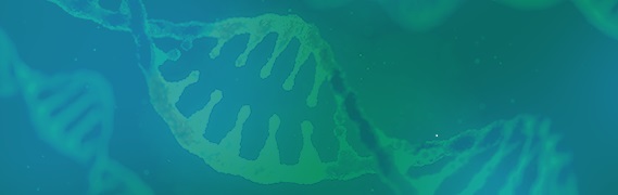 HTP Site Directed Mutagenesis Service