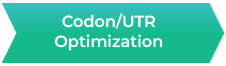 Codon/UTR Optimization