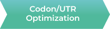 Codon/UTR Optimization