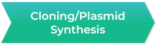 Cloning/Plasmid Synthesis