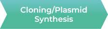 Cloning/Plasmid Synthesis