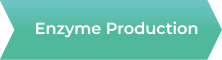 Enzyme Production