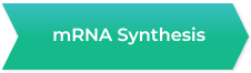 mRNA Synthesis