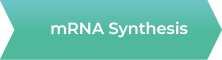 mRNA Synthesis