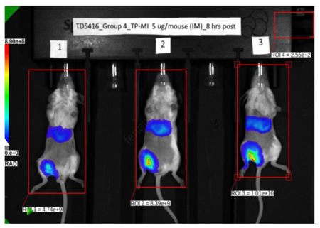 Whole-body bioluminescence imaging of Fluc mRNA-LNP