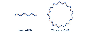 GenExact ssDNA