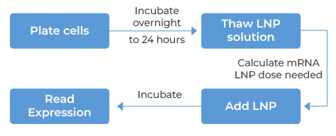 mRNA LNP in vitro Cell Transfection - LNP transfection is as easy as 1, 2, 3