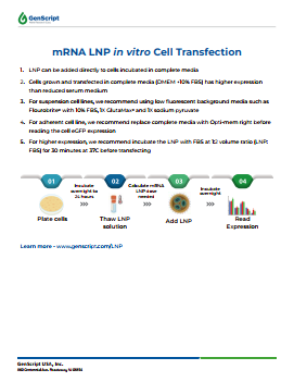 mRNA LNP In Vitro CellTransfection Protocol GenScrip