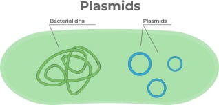 What is a Plasmid?
