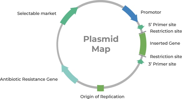 Key Essential Elements in Plasmids