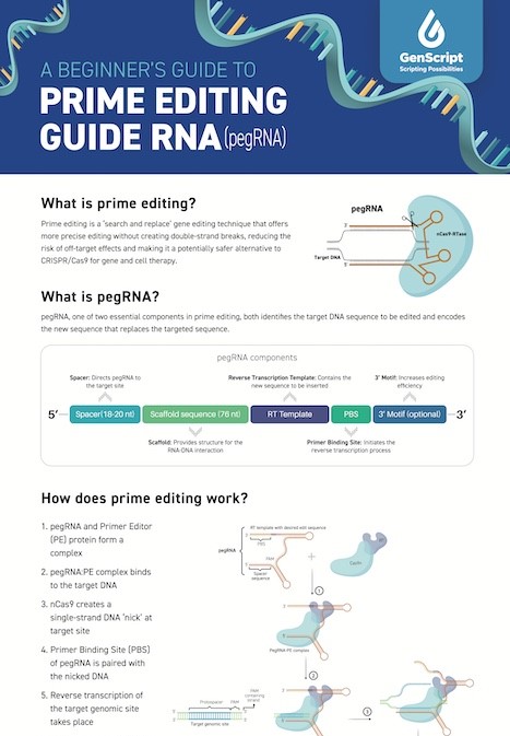 A Beginner's Guide to Prime Editing Guide RNA (pegRNA) 
