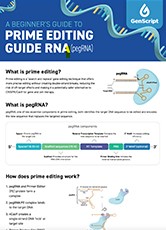 A Beginner's Guide to Prime Editing Guide RNA (pegRNA) 