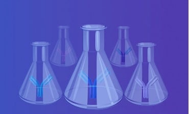 Large-Scale Antibody Production 